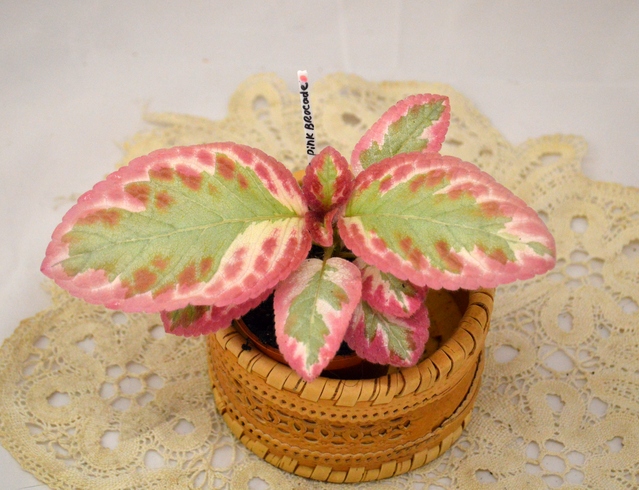 Pink Brocade