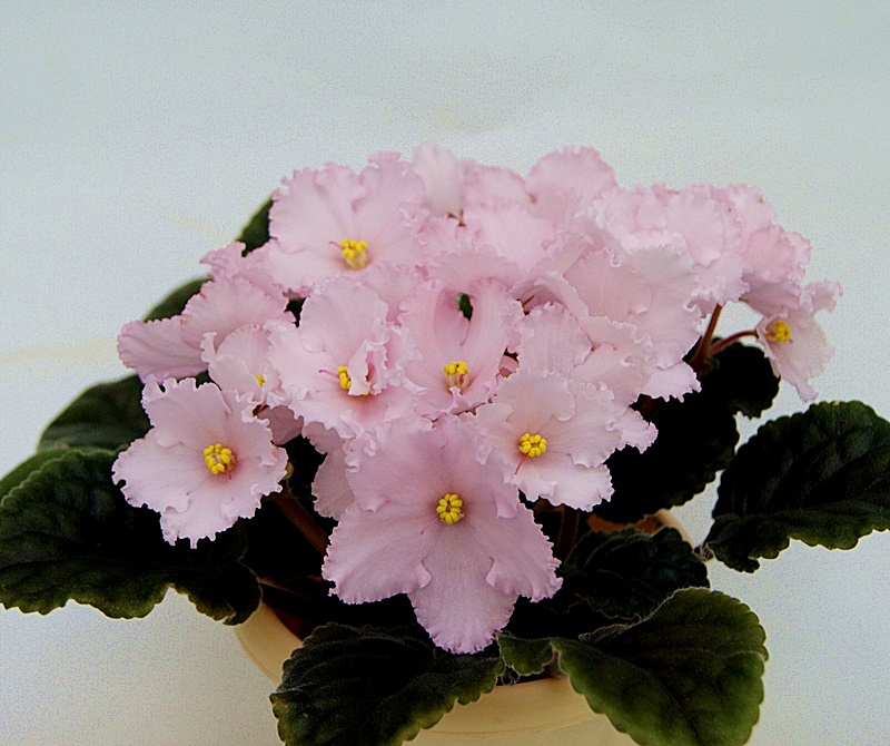 Prima Pink.JPG
