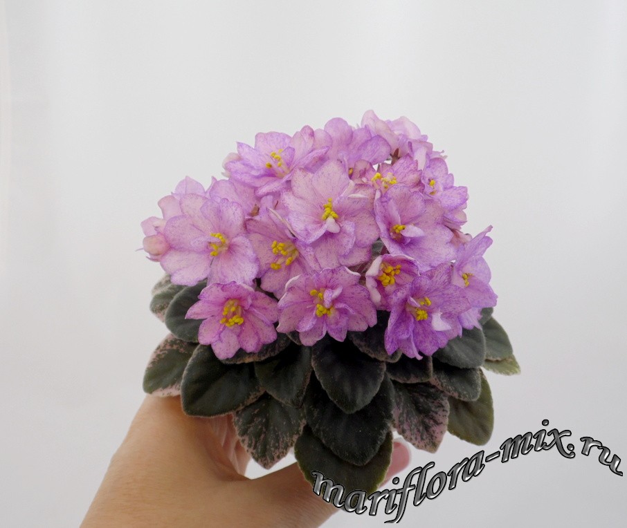 SAM_9929 Н-Ягуня.jpg