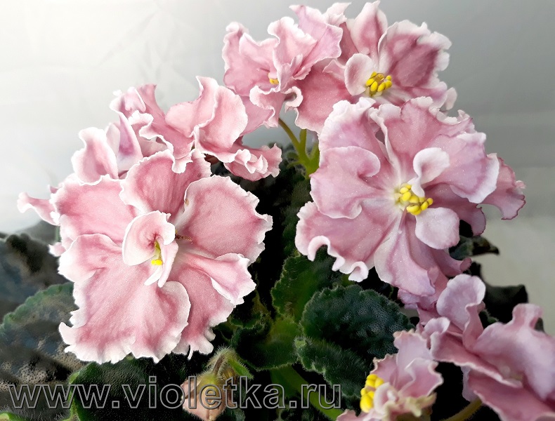 СМ-Коралловый Соблазн 812.jpg