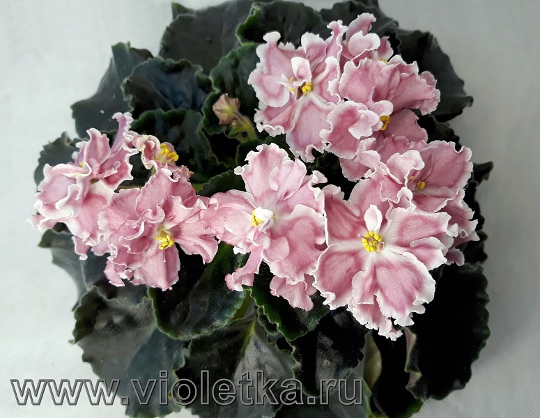 СМ-Коралловый Соблазн 753.jpg
