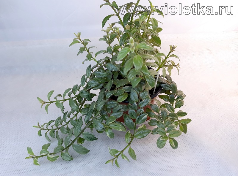 C. kewensis variegata.jpg