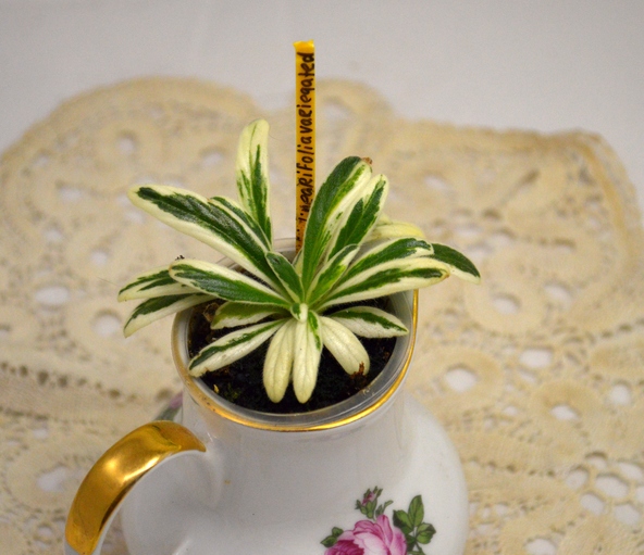 примулина Linearifolia Variegata-