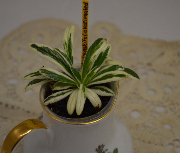 примулина Linearifolia Variegata-