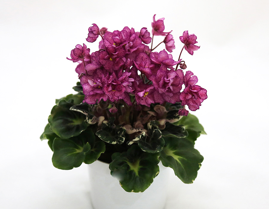 Dn-Эксклюзив.jpg