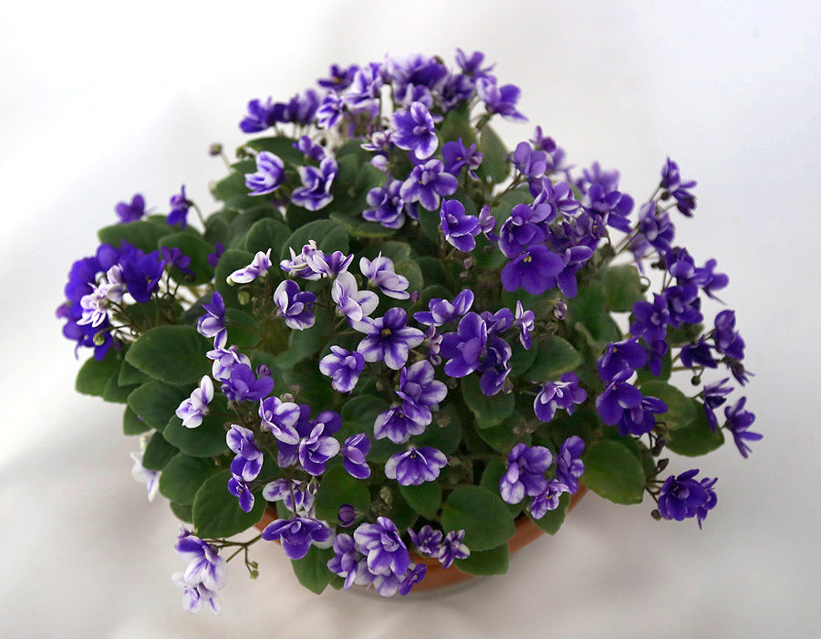 Tensies Trail.jpg