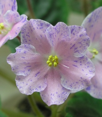 RS-Alenushka.jpg