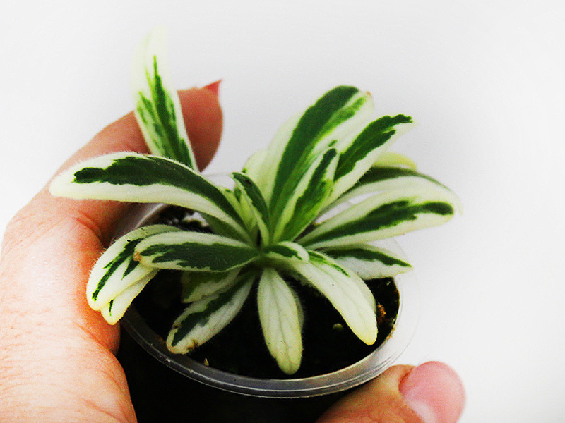 2 — Примулина linearifolia variegated  И.Рачков.JPG