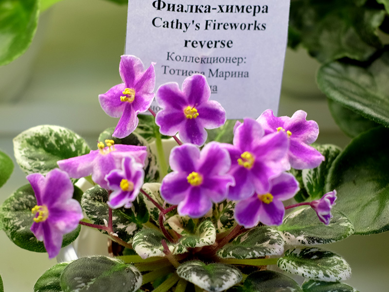 Cathy's Firework reverse, кол.Тотиева