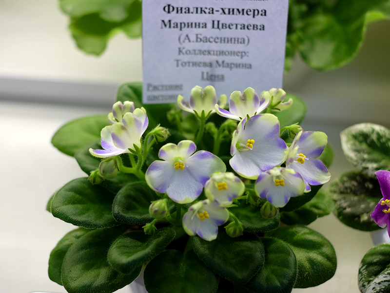 Марина Цветаева, кол.Тотиева