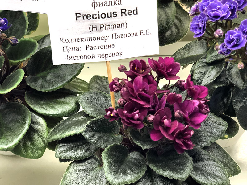 Precious Red, кол.Павлова