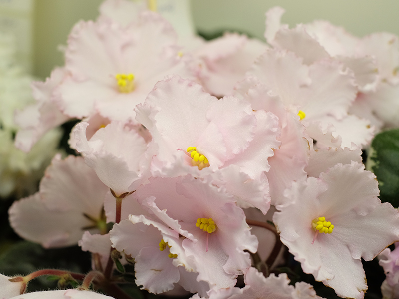 Prima Pink, кол.Пак.jpg