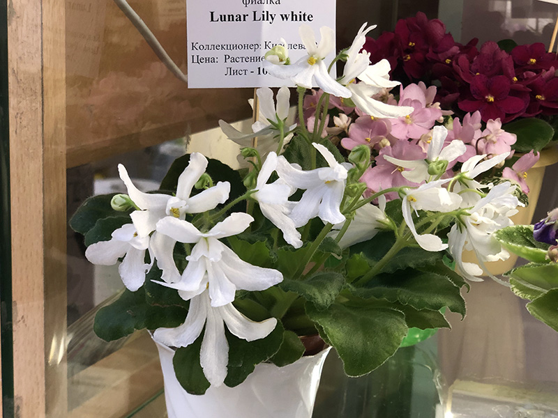 Lunar Lily white, кол.Киселева