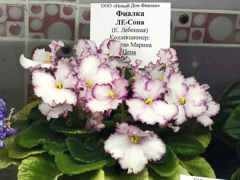 ЛЕ-Соня, кол.Тотиева.jpg