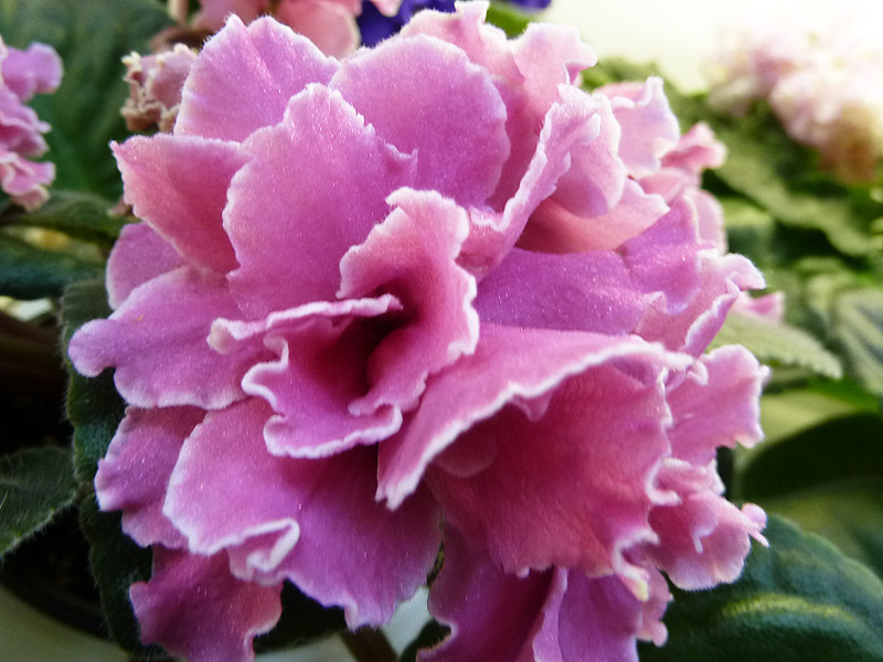 Alamo Joy (Кособокова).jpg