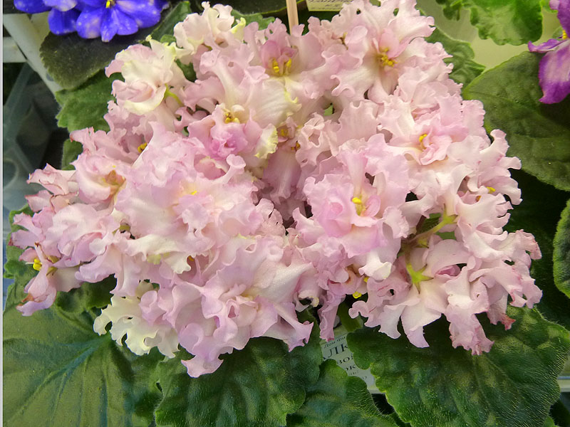 KZ-Даночка (Кособокова).jpg