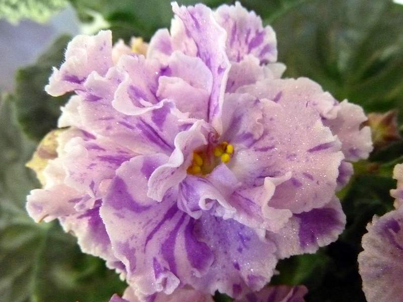 ЛЕ-Айседора (Кособокова).jpg