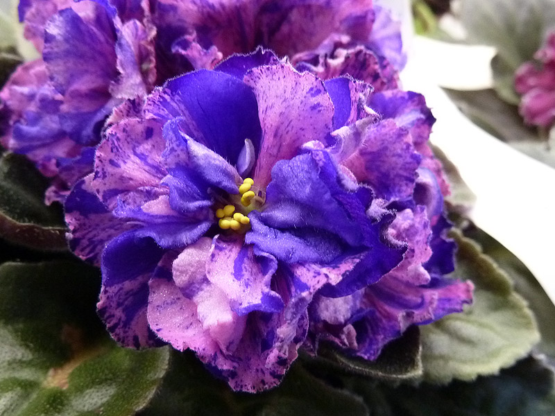 ПТ-Расписная Вуаль (Стуленкова).jpg