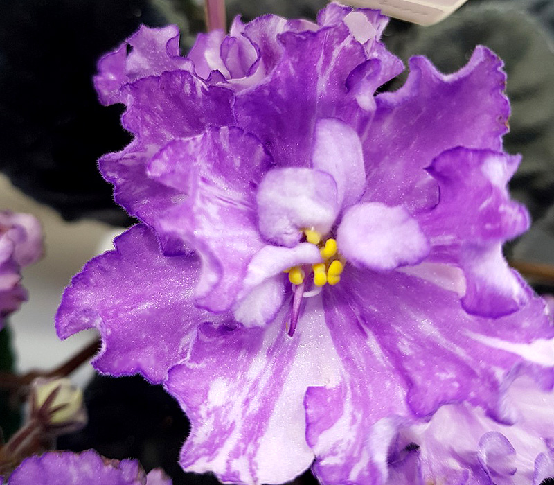 Dn-Fleur (Пак).jpg