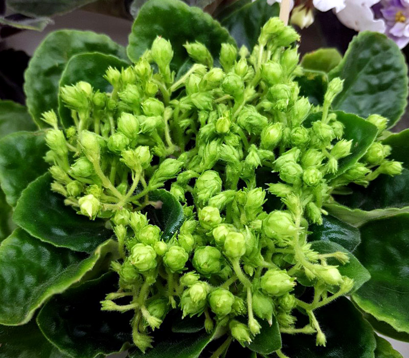 Neverfloris (Киселёва).jpg