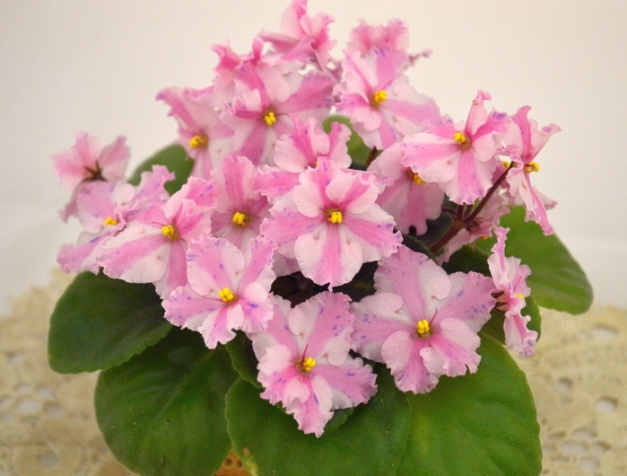 Леночка (Dimetris) ф.И.Рачков.JPG