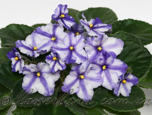 Flowerland Morning Star (С.Сединина).jpg