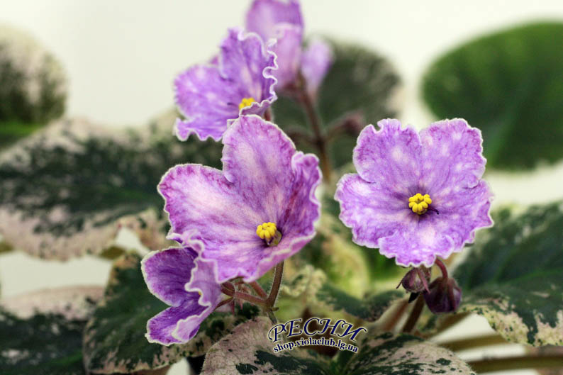 IMG_3011 копия.jpg