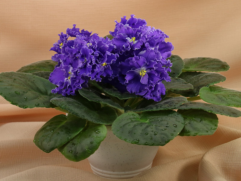 ЕК-Севастопольский Вальс