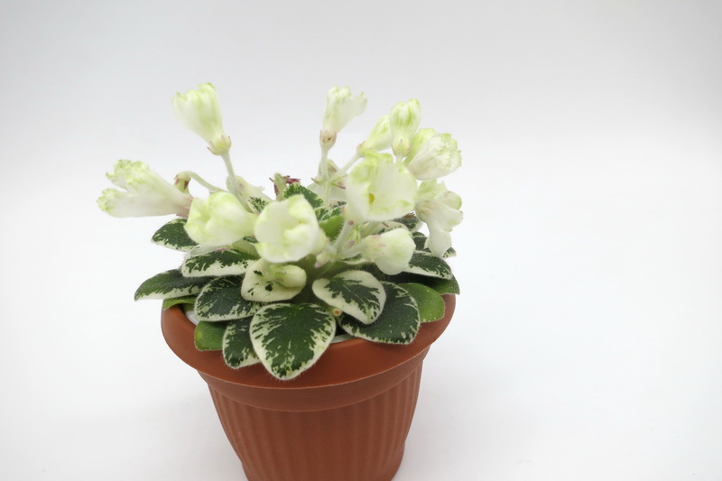 Н-Капелька.JPG
