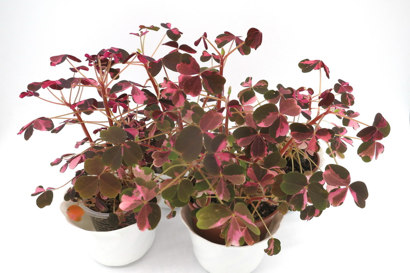 Кислица oxalis vulcanicola bicolor.JPG