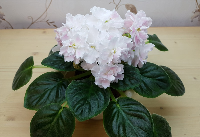 ПТ-Розовые Облака