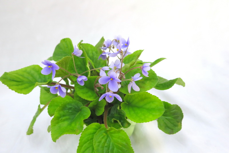 S. tientensis колл. Калгины.jpg