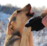 Собака-это единственное существо на свете, которое любит тебя больше, чем себя. (Дж.Биллингс).jpg