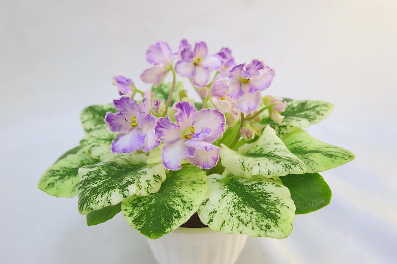 ЛЕ-Прозрачный Аметист (Е.Лебецкая) спорт, колл. Н.Старостенко (2).jpg
