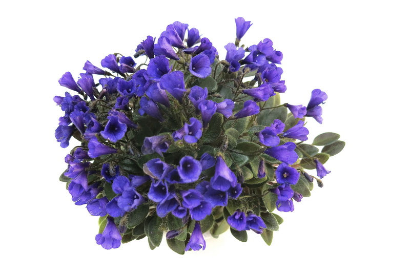 Vallarta Campanas Moradas (G. Beck), колл. Н.Старостенко.JPG