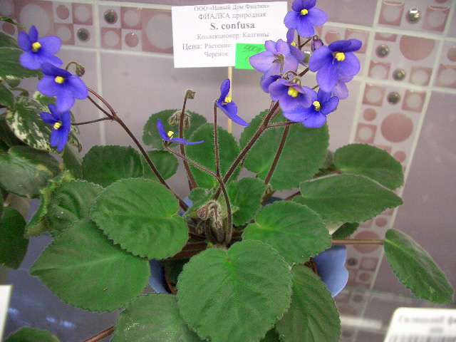 S.confusa.JPG