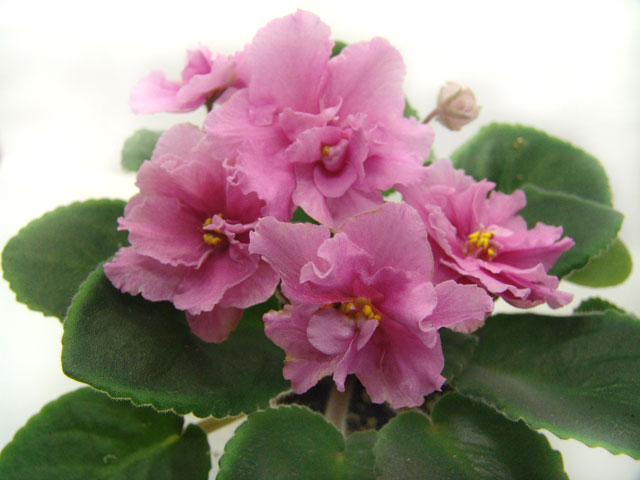 ЛЕ-Роксолана-(1).jpg