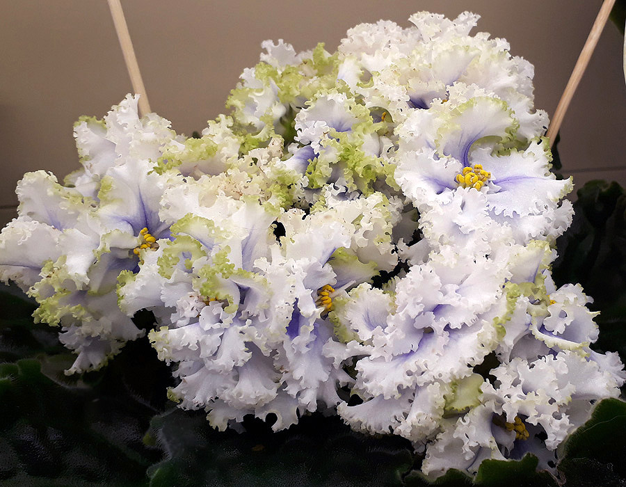 РМ-Лориана, Копейкина.jpg