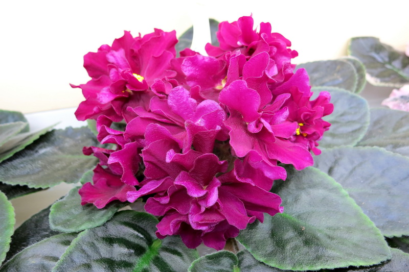 Фёдорова ЛЕ-Вега.JPG