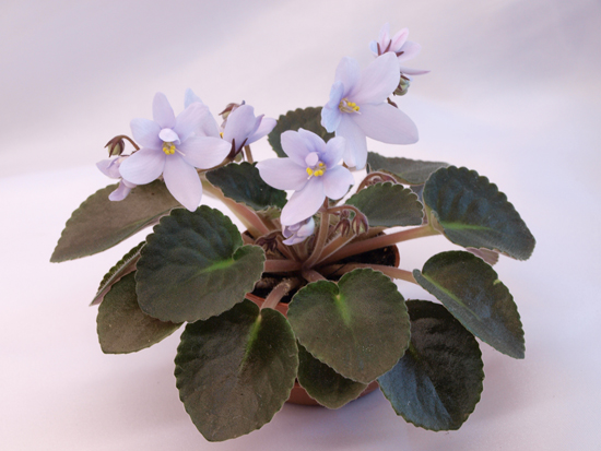 Allegro Chicory Charm.jpg