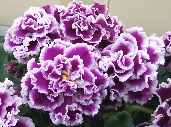 ПТ-Катерина Марины Федоровой.jpg