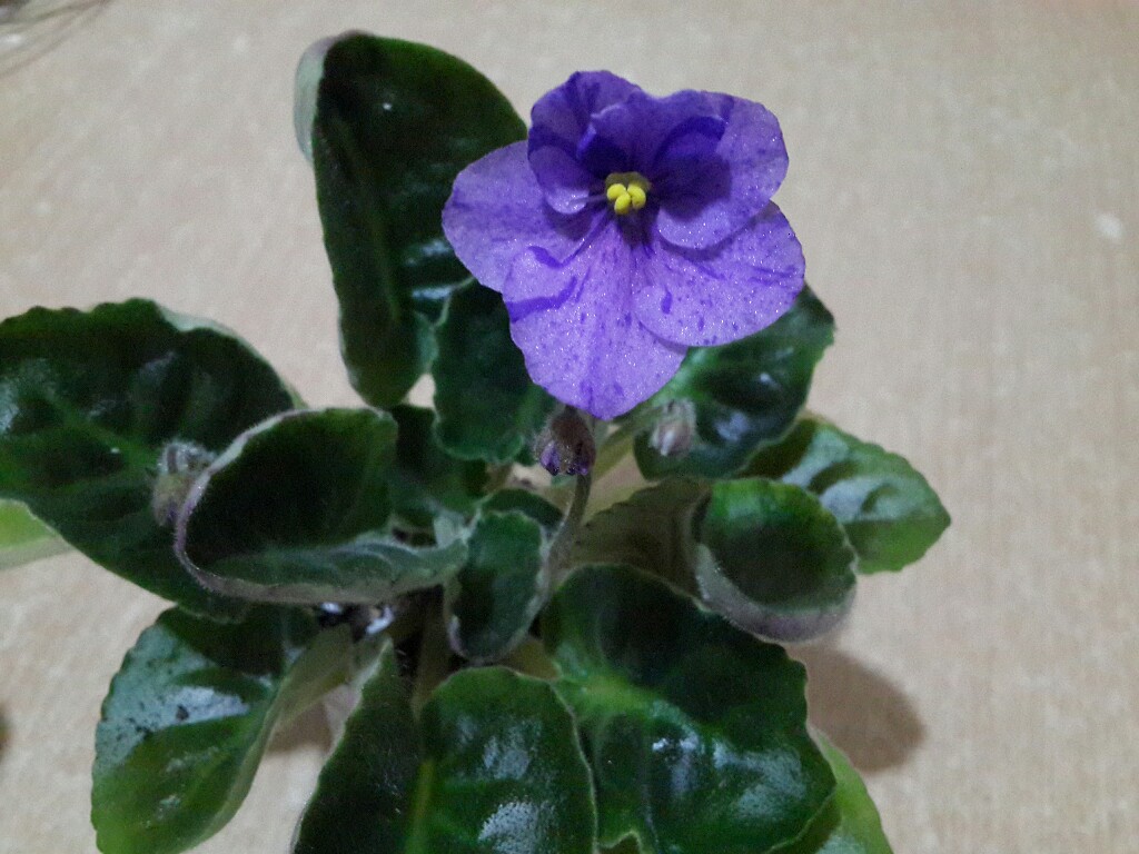 20190304_193104-1024x768.jpg