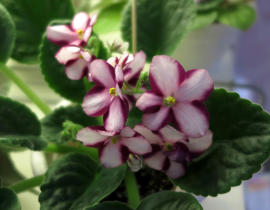 LC’s Raspberry Whisper,  Калгины.jpg