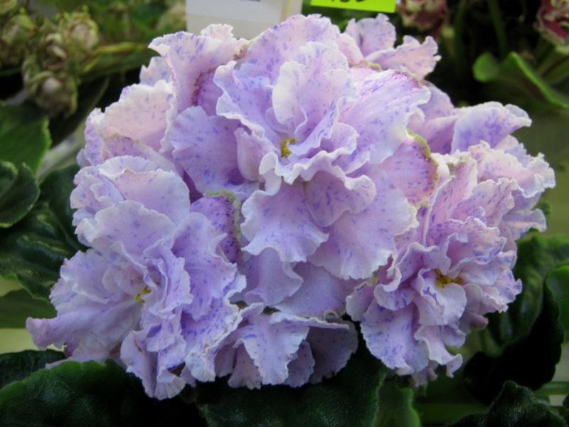 Галицкая РС-Мануэла.JPG