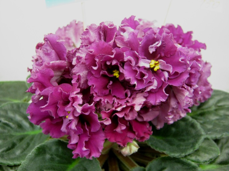 Данилина ЛФ-Эллина.JPG