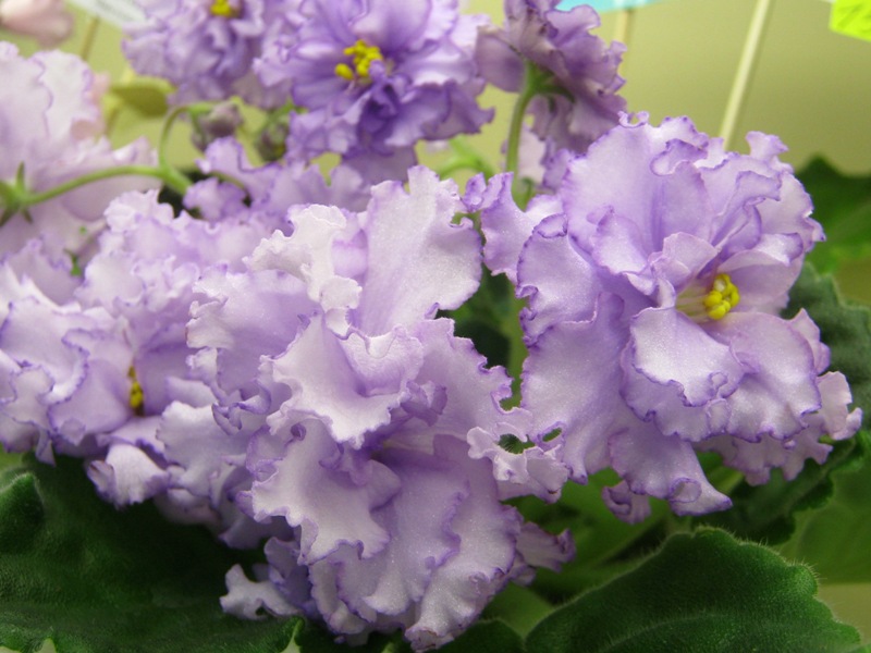Данилина ЛЕ-Лунная Мелодия.JPG