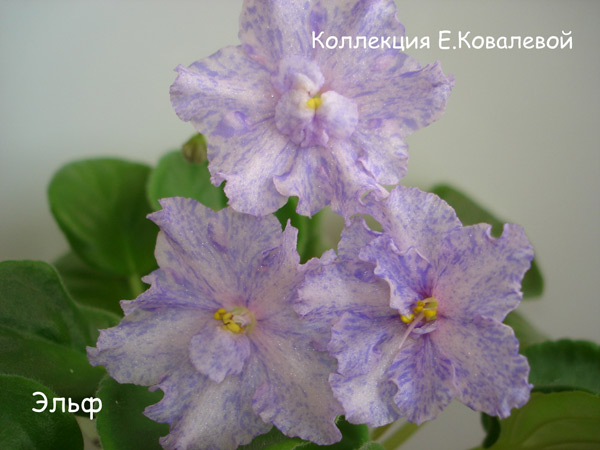 Эльф11.jpg
