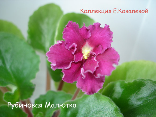 Рубиновая-Малютка11.jpg