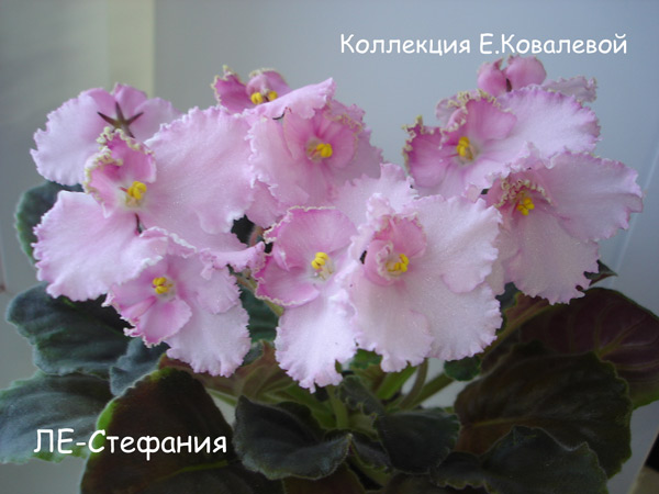 ЛЕ-Стефания11.jpg