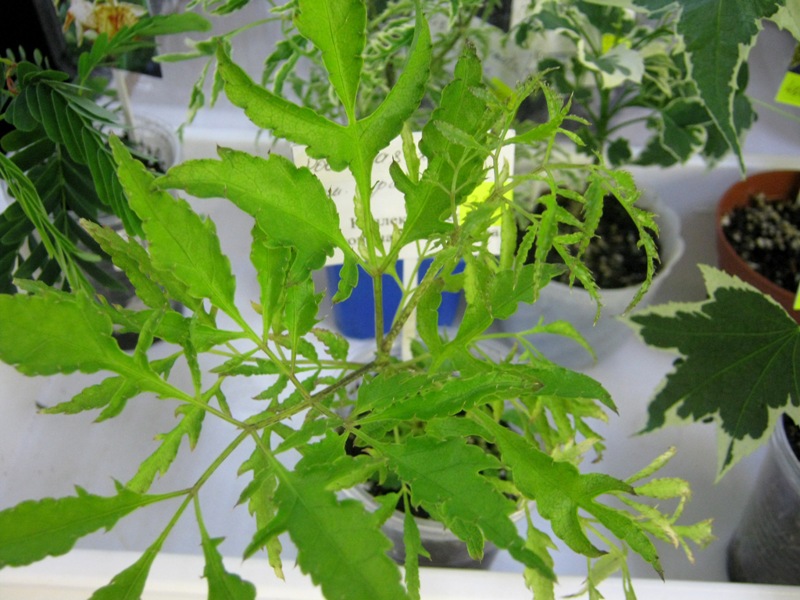 IMG_1889.JPG